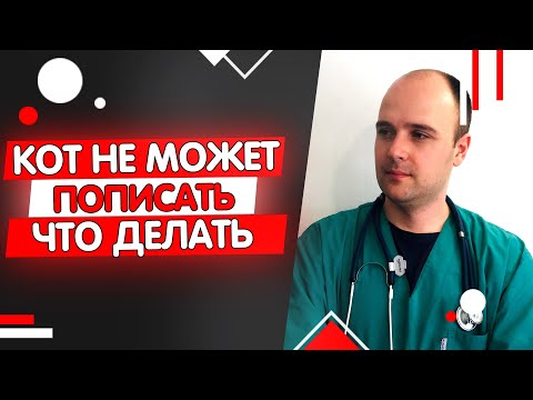 Видео: Кот не может пописать причины и что делать