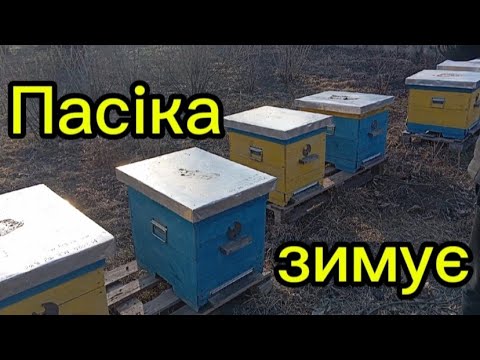 Видео: Як проходить зимівля бджіл? Огляд та роботи на пасіці в лютому.