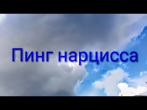 Видео: Пинг нарцисса