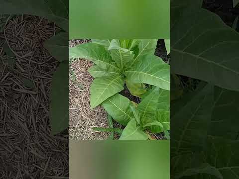 Видео: Мои ошибки и разочарования. Рост растений