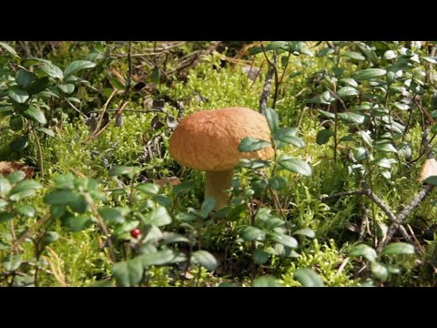 Видео: Как мы в лес сходили, да всех удивили...