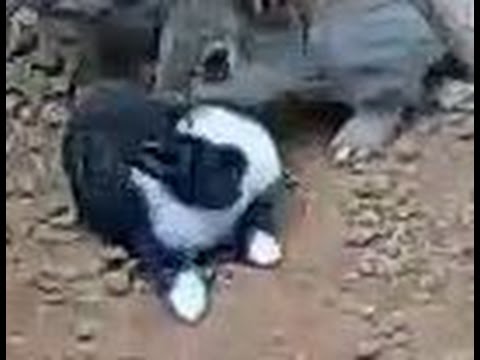 Видео: Кроличья нора. 7,5 месяцев.