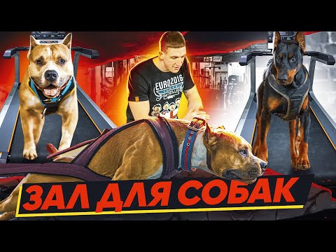 Видео: КАК НАКАЧАТЬ СОБАКУ | стаф и доберман | тренировки собак