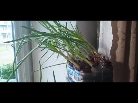 Видео: Микрозелень....! Нетипичное выращивание! Часть 7. 65 серия.