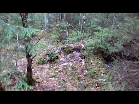 Видео: Лес в Финляндии. Работа в лесу. Forest in Finland. Work in the forest.