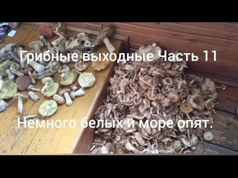 Видео: Грибные выходные ( часть 11) немного белых и море опят. 