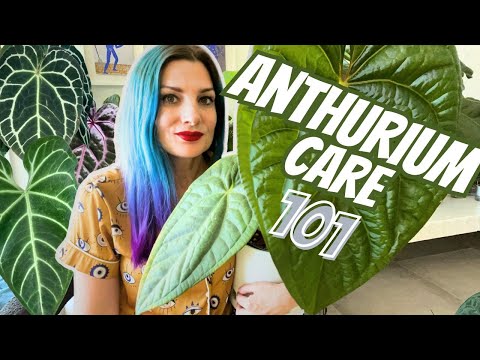 Видео: Уход за антуриумом для начинающих — ВСЁ, что вам нужно знать🪴