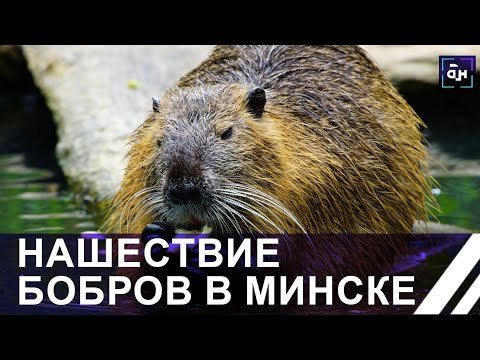 Видео: Нашествие бобров в Минске. Панорама
