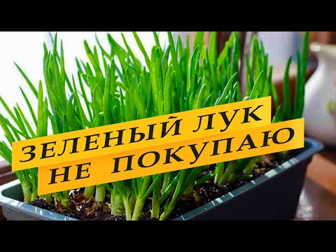 Видео: Зеленый лук в магазине не покупаю.