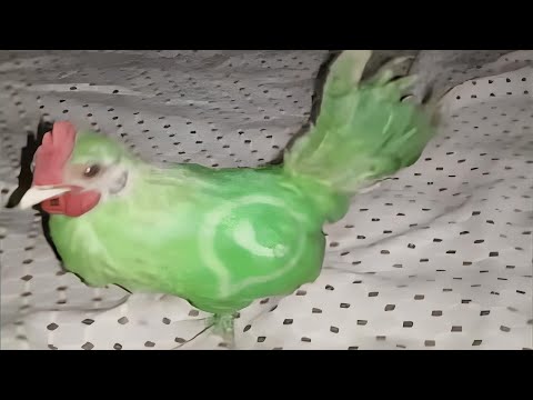 Видео: Абсурдные мемы, которые я нашел в приложении