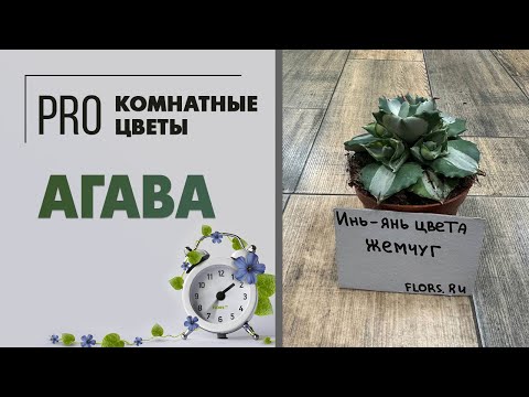 Видео: Агава Потаторум Оухи Райджин вариегатная. Про растение: уход, полив, горшок. Пересадка, размножение.