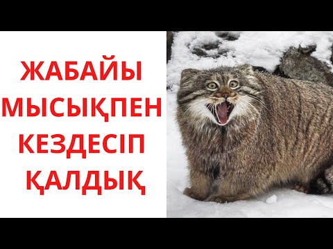 Видео: Жабайы мысықпен кездескен тазы не істейді / Видеоның 5.27 минутында мен көрмеген қоян  қашыпты