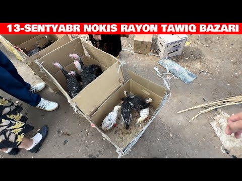 Видео: 13-СЕНТЯБРЯ НОКИС РАЙОН ТАУЫК БАЗАРЫ БАХАЛАРЫ ТУЙЕТАУЫК МАКЕН КОРАЗ