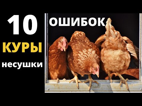 Видео: Всё о курах несушках. Как не наделать ошибок.