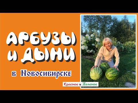 Видео: Арбузы и дыни в Новосибирске