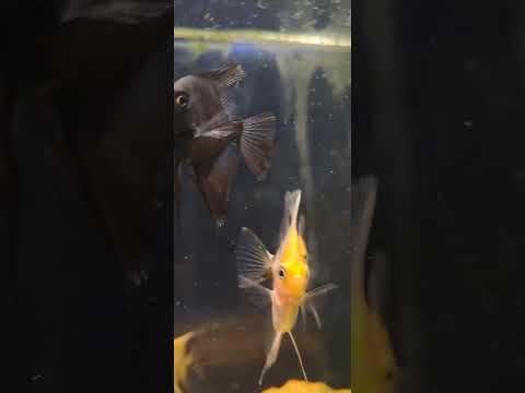 Видео: Нови рибки в базата ми