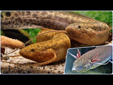 Видео: Рыба Протоптер в аквариуме. Содержание, чем кормить Протоптера и совместимость