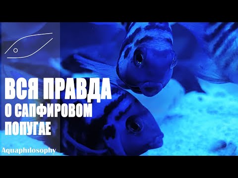 Видео: Сапфировый попугай. Polar Blue Parrot Fish