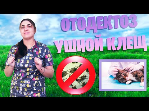 Видео: Отодектоз  Ушной клещ