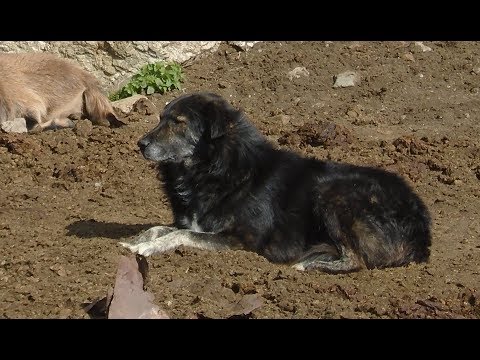 Видео: Документарен филм „Во потрага по карамани - Шар Планина, 2017“