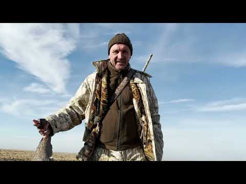 Видео: БЫВАЛЫЙ: ОХОТА НА ГУСЯ И ЕГО ПРИГОТОВЛЕНИЕ