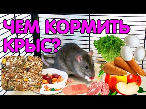Видео: Чем кормить крысу? Кормление декоративных крыс