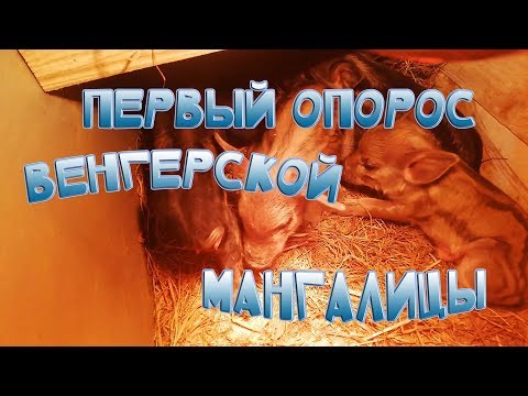 Видео: Первый опорос венгерской мангалицы