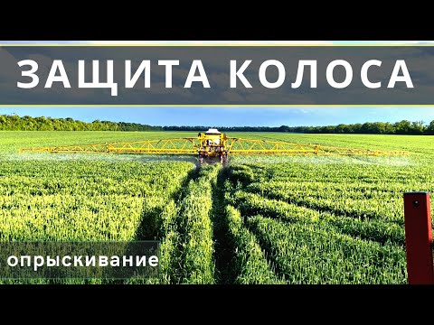 Видео: ЗАЩИТА КОЛОСА ОТ ФУЗАРИОЗА | Обзор сортов пшеницы