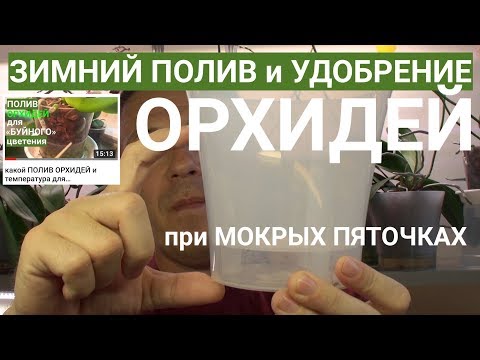 Видео: о условиях ЗИМНЕГО ПОЛИВА ОРХИДЕЙ на мокрых пяточках и как ПОДКАРМЛИВАТЬ орхидеи?