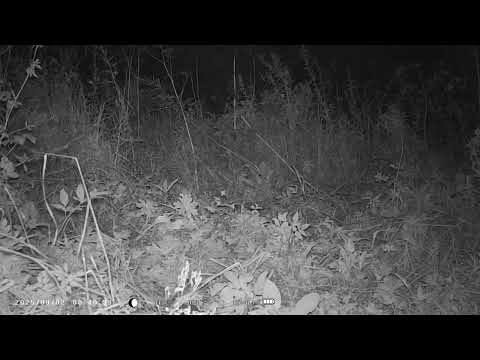 Видео: Кто это может быть?  / Кадры с фотоловушки / С Эльфом в деревне