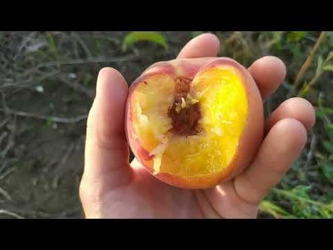 Видео: персик Діамонд принцес і Екстрим світ