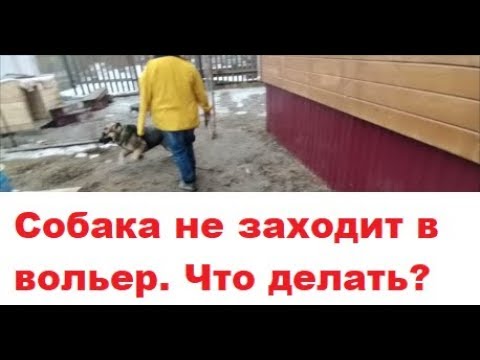 Видео: Собака не заходит в вольер.  Не нагулялась. Как объяснить, что в вольере тоже хорошо?