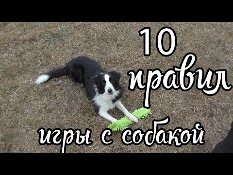 Видео: 10 правил игры с собакой / Дрессировка собак