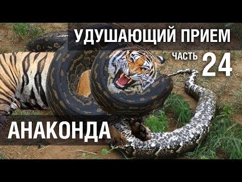 Видео: Армен Ананян – Часть 24.  Удушающий прием АНАКОНДА (два варианта)