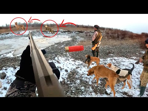 Видео: ЧӨӨгө АҢЧЫЛЫК / ТАЛАС / ОХОТА НА ШАКАЛА