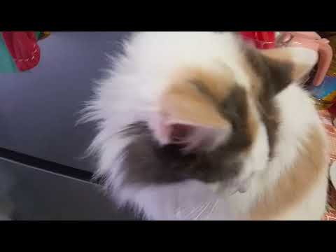 Видео: "КОШКИ НА БАЛКОШКЕ","КОШКИ НА ОКОШКЕ"👀😻💞!НОВЫЙ ВИД СПОРТА!⛹️🤾