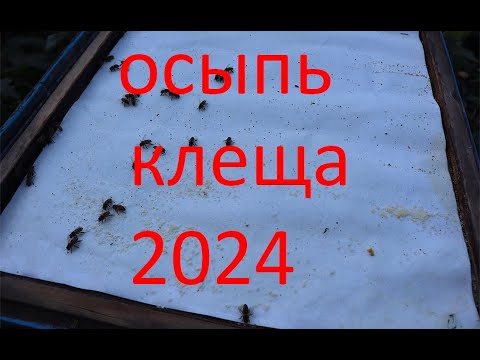 Видео: Щавелевая,полоски и клещ варроа.Проверка осыпи клеща 2024.