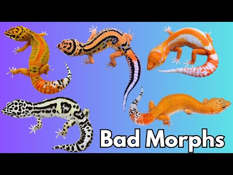 Видео: Топ-5 худших морфов леопардовых гекконов по изменению цвета (2025)