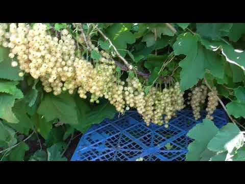 Видео: СУПЕРБЛАНКА .  Сорт белой смородины с супер-ягодой!  / Коллекция Светланы Татур.