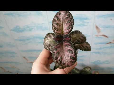 Видео: Эписции, разные сорта эписций.