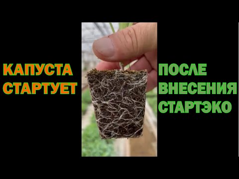 Видео: Рассада цветной капусты стартует после СТАРТЭКО