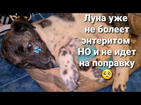 Видео: Луна никак не вылечится! Убежали все собаки🤦‍♀️ КАК?  распаковка посылки с Швеции
