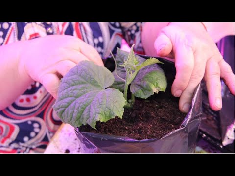 Видео: ПОСАДИТЕ В ЭТИ ПАКЕТЫ ОГУРЦЫ И РАННИЙ УРОЖАЙ ГАРАНТИРОВАН!