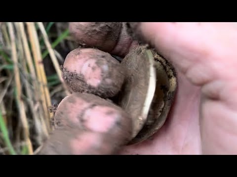 Видео: Откопал Старый золотой медальон#gold#metaldetecting#находкисметаллоискателем