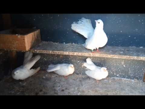 Видео: Коротко о всех моих голубях, 6 Пород.
