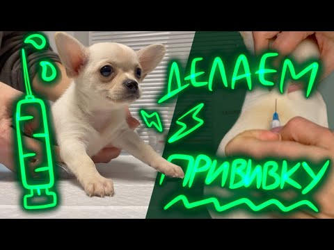 Видео: ПРИВИВКА ЩЕНКУ ЧИХУАХУА. ДЕЛАЕМ ВАКЦИНУ ЗЕФИРУ