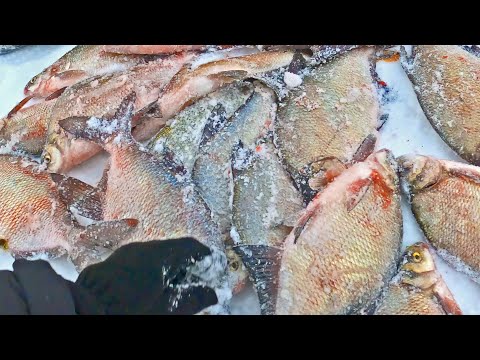Видео: ШОК рыбалка 2024! Лещи - ЛОПАТЫ ОДИН ЗА ДРУГИМ на простую мормышку! Сломали снегоход и ДВА DeWalt 🤪