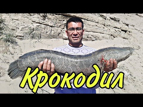 Видео: КРОКОДИЛ! Сазан, көксерке, жыланбалық, мөңке. (САМЫЙ БОЛЬШОЙ ЗМЕЙГОЛОВ). КЕРЕМЕТ ДЕМАЛЫС.