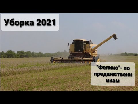 Видео: Уборка пшеницы Феликс по разным предшественникам, СЗС и Дисковая сеялка.