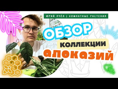Видео: Обзор коллекции алоказий: фрайдек, мело, махарани, жаклин, гагеана, макрориза, коразон и др